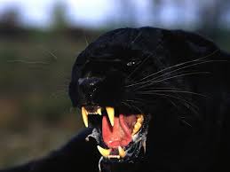 We did not find results for: Black Leopard Hd Wallpapers Black Leopard Images Cool Backgrounds
