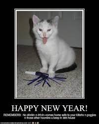 Happy New Year Funny Cats Cat Quotes Funny Grumpy Cat Gif
