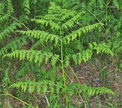 Image result for Pteridium
