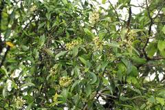 Image result for Coptosperma zygoon