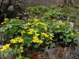 Still, to give the path structure and stability, it must have a compact base. Marsch Marigold Caltha Palustris