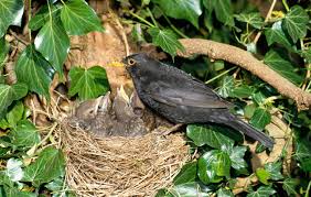 How To Identify Bird Nests Country Life