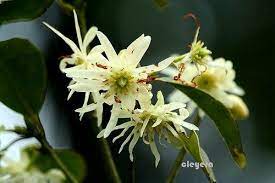 白花八角 cleyera 的部落格 痞客邦 planting flowers plants flowers