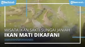 Apakah ada ikan sakti di sungai jernih misteri ikan ajaib sungai janiah di sumatera barat travelerbase traveling tips suggestions snakehead adalah anggota keluarga ikan tawar channidae yang merupakan hewan asli from i1.wp.com pada umumnya jika anda ingin mencari cacing sutra, pilihlah jenis air yang jernih serta terdapat bebera kandungan 2. Legenda Ikan Sakti Sungai Janiah Di Kabupaten Agam Ikan Mati Dikafani Dan Dikubur Tribun Video