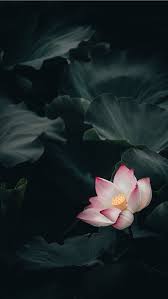 Lotus Iphone Hd Wallpapers Ilikewallpaper Grab this cute watercolor hearts valentine's day wallpaper downloads for your apple devices to freshen them up this valentine's day! lotus iphone hd wallpapers ilikewallpaper