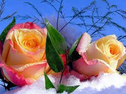 Maybe you would like to learn more about one of these? Beautiful Places Beautiful Places Flowers Nature Facebook