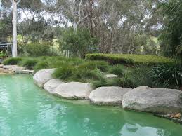 This variety features olive green foliage with. Planting For Pools Mg Gardens
