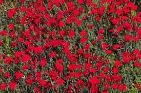 Image result for Caryophyllaceae