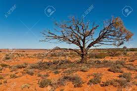 Learn about the ki landscape board. The Australian Landscape South Australia Stock Photo Picture And Royalty Free Image Image 8169334