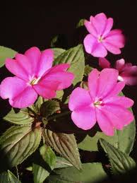 Hardy annual flowers that bloom all summer. The Easiest Annuals To Plant For Color All Summer Long Diy