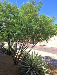 When You Have A Small Space You Need Small Desert Adapted Trees Use Our Helpful Hints For Finding The Right Tre Birds Of Paradise Plant Trees To Plant Plants