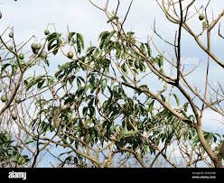 Image result for Cladostemon kirkii