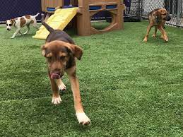 Our puppies are extremely healthy with proper body structure. Why Are So Many Wisconsin Dogs Rescued From The South