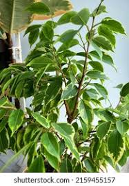 Image result for Coula edulis