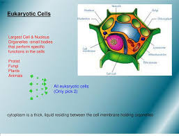 Maybe you would like to learn more about one of these? Eukaryotic Cells All Eukaryotic Cells Only Pick 2 Ppt Download
