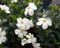 Marble chocolate chunk (apirl feature cookie). Pin By George On Tinga Nursery Garden Shrubs Shrubs Summer Garden