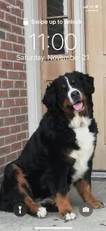 We did not find results for: Lucchese Bernese Mountain Dogs Home Facebook