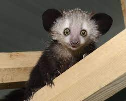 Dsc9409 7279 Agathaedshp Cute Animals Beautiful Creatures Lemur