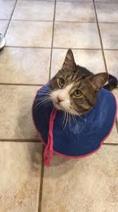 It keeps me from looking down at my phone constantly. Alternatives To The Cone Of Shame For Cats Animal Hospital Of Sussex County