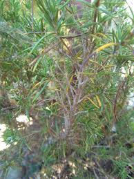 Maybe you would like to learn more about one of these? How To Revitalize My Potted Rosemary Gardening Landscaping Stack Exchange