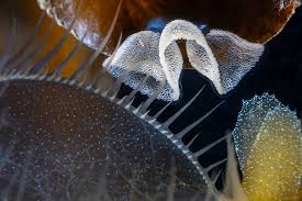 Image result for Melinis subglabra