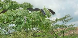 Image result for Brachystegia glaucescens