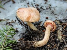 Image result for Oxyanthus goetzei