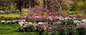 Maybe you would like to learn more about one of these? Spring Flowers Gardens In Fairfield County Visit Ct