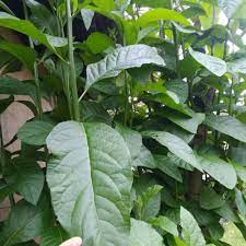 Di asia tenggara terutama di malaysia dan singapura, manfaat daun afrika selatan juga sudah. Daun Insulin 100 Lembar Daun Afrika Selatan Atau Daun Klorofil Shopee Indonesia