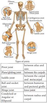 A diagram of joints and bones in the human body. Types Of Joints In The Human Body