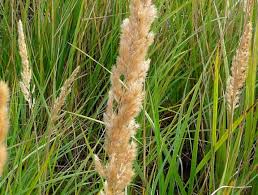 Image result for Agrostis epigejos