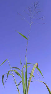 Image result for Panicum maximum