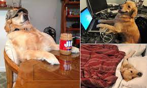 Redneck Retriever S Owners Release Pics After Dog S Death Daily Mail Online