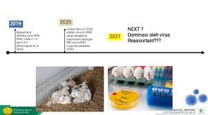 The avian influenza virus affects many avian (bird) species including chickens, turkeys, game birds (pheasants and quail), ratites. Updates On The Development Of Avian Influenza H5n1 And H9n5 Viruses 2003 2021 In Indonesia