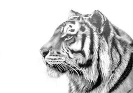 Tiger face drawing construction lines. Tiger Head Realistic Tiger Drawing Easy Novocom Top