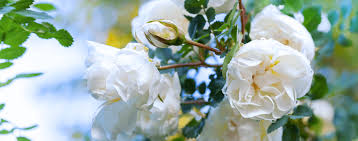 Knock out® roses generally grow three to five feet tall and equally as wide, but some. Rose Bushes That Thrive In South Florida Living Color