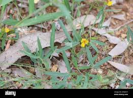 Image result for Zornia capensis