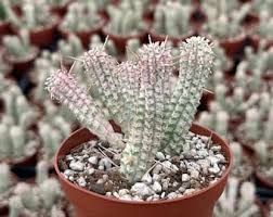 Image result for Euphorbia corniculata