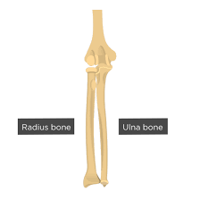 The forearm bones consist of the ulna (medially) and the radius (laterally). Radius And Ulna Bones Anatomy Introduction