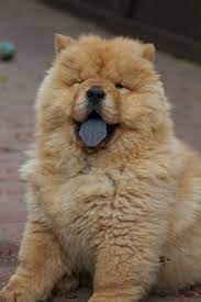 They Re Always Sticking Out Their Tongues Especially When They Re Out In Public Chow Chow Puppy Chow Chow Dog Puppy Puppies