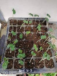 Cara sahur sesuai contoh rasulullah saw Tanam Bendi Dalam Polybag Berbuah Lebat Ada Caranya Boleh Follow Keluarga