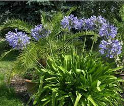 2 X2 3 Sun Midknight Blue Lily Of The Nile Agapanthus X Monmid Agapanthus Monrovia Plants Plants