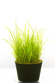 Image result for Cyperus spiralis