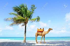 It was the best holiday ever. Camel On The Beach Coast With Palm Stock Photo Picture And Royalty Free Image Image 53924729