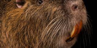Nutria | National Geographic
