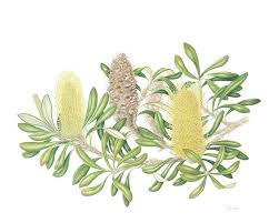 Http Www Botanicalartqld Com Au Sites Default Files Imagecache Full Size Image Banksia Integrifolia F Australian Wildflowers Botanical Art Botanical Drawings