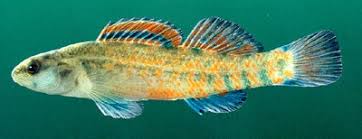 Image result for Platostoma africanum