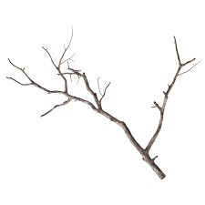 Pin On Plant