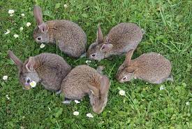Nel nostro allevamento sono in arrivo bellissimi cuccioli di coniglio nano ariete e testa di leone. Allevamento Conigli Come Diventare Allevatore Di Conigli