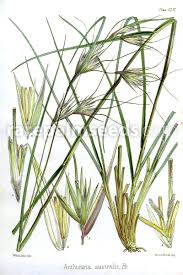 Image result for Themeda triandra